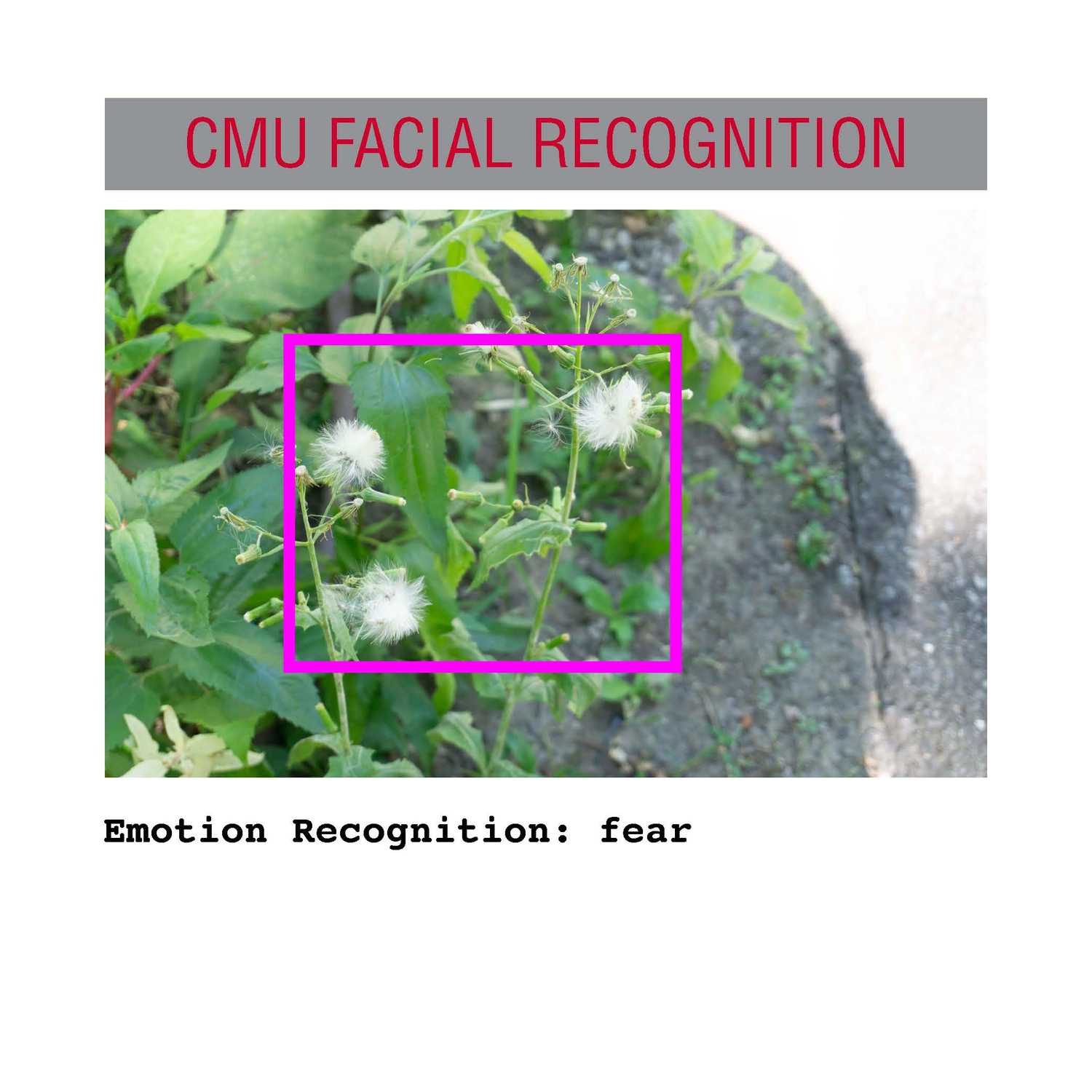 facial recognition Page 14
