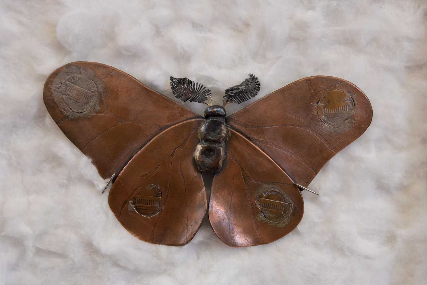jkery moth back